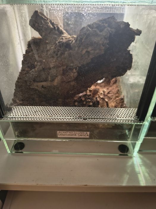 Acanthoscurria geniculata