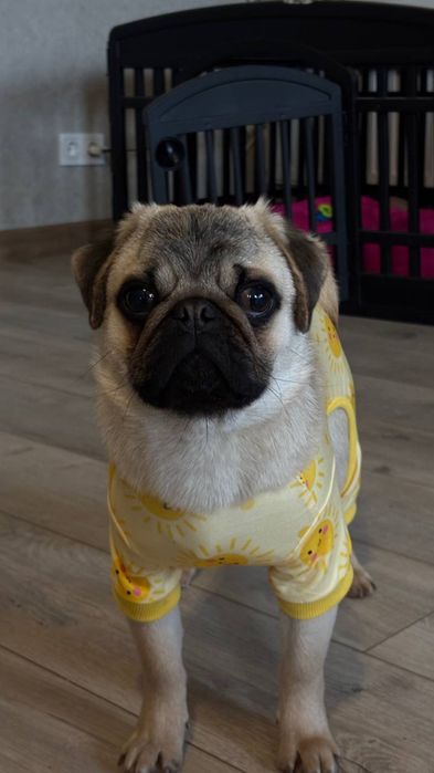 Цуценятко мопсика