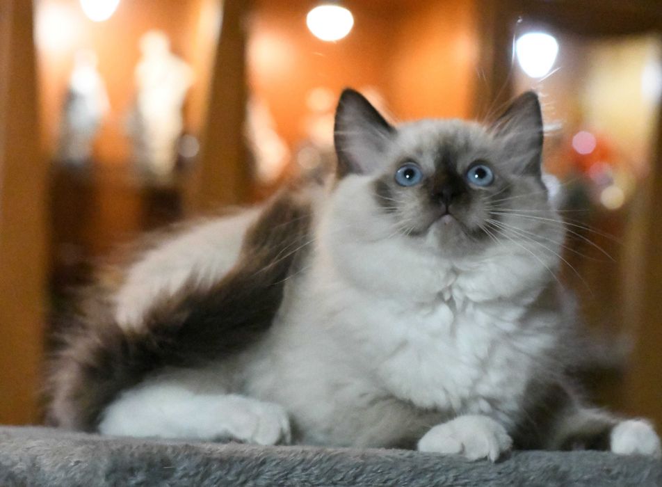 Ragdoll kotka  JOWI po przebadanych rodzicach