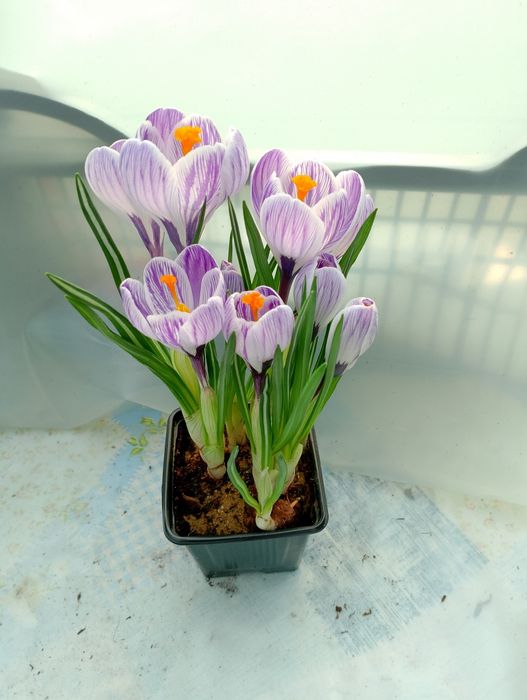 Крокуси й Гіацинт на 8 березня
