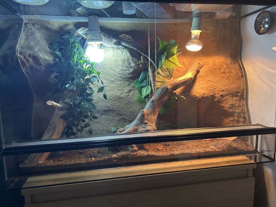 Sprzedam 2 agamy brodate z terrarium