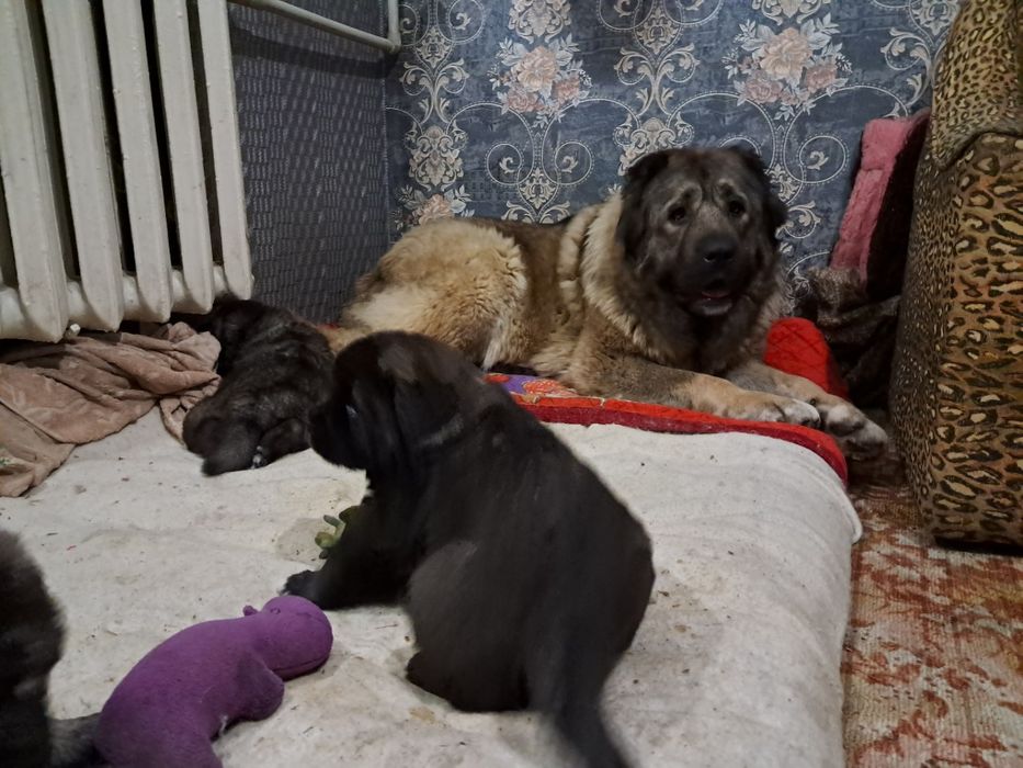 Цуценята кавказської вівчарки