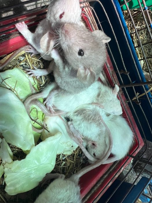 Крыска Дамбо (пепельные, лысые)