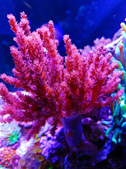 Corais fáceis vários