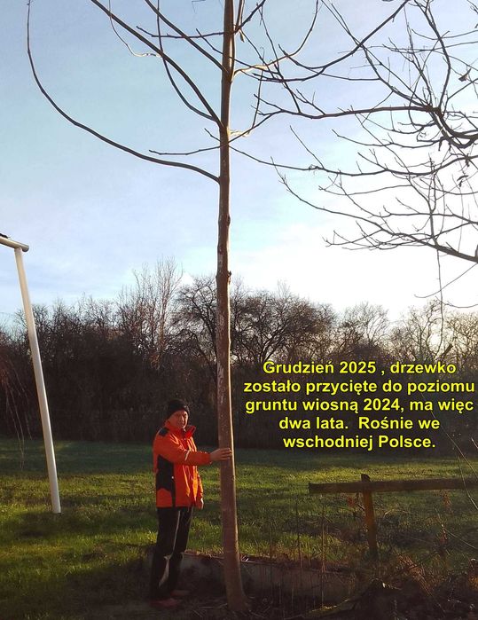 SPRZEDANE - Drzewa tlenowe Paulownia, karpy jednosezonowe z gruntu.