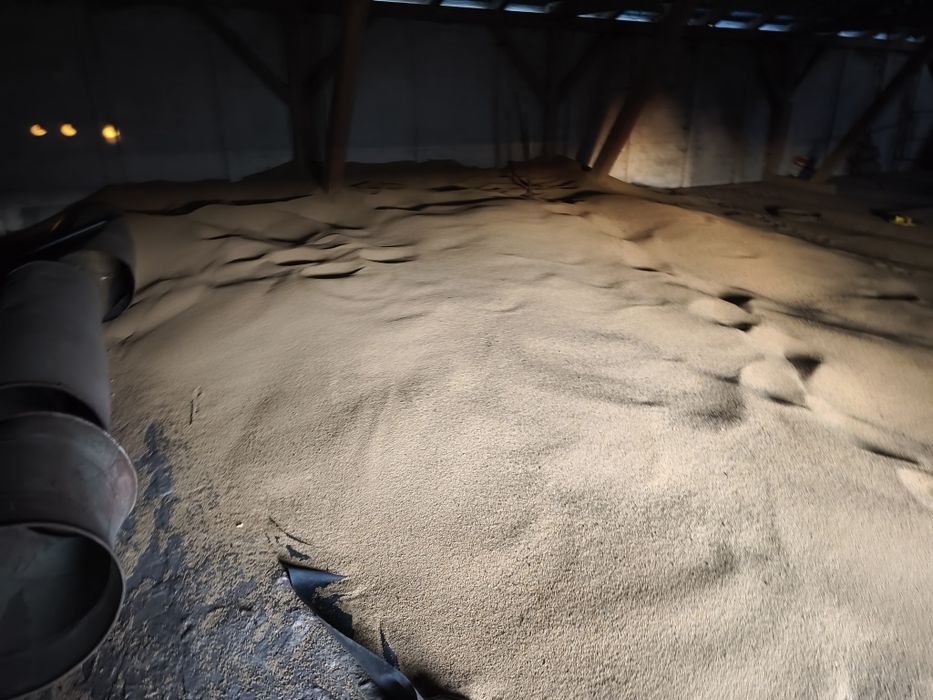 Gorczyca biała gracja poplon