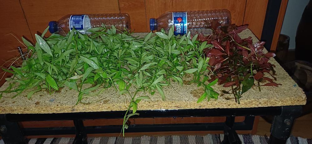 Plantas aquário baixa manutenção.