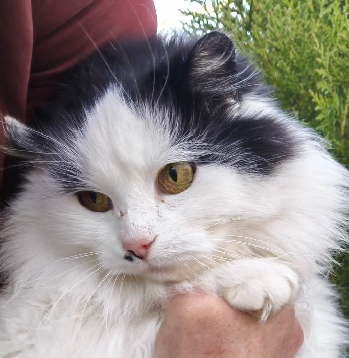 Чарівна пухнаста красуня шукає родину