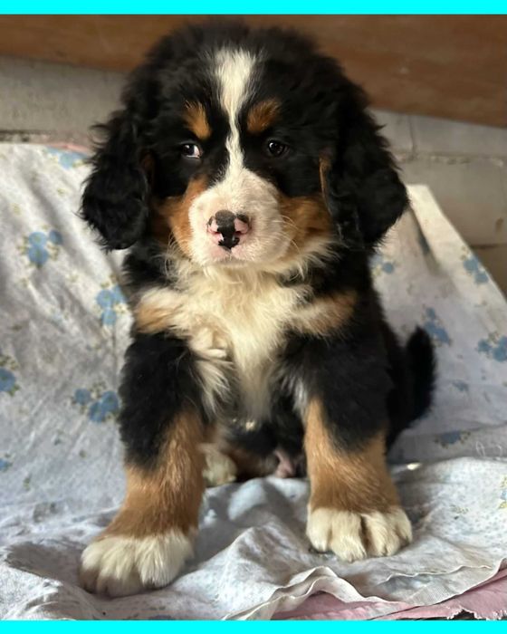 Bouvier Bernois com Pedigree