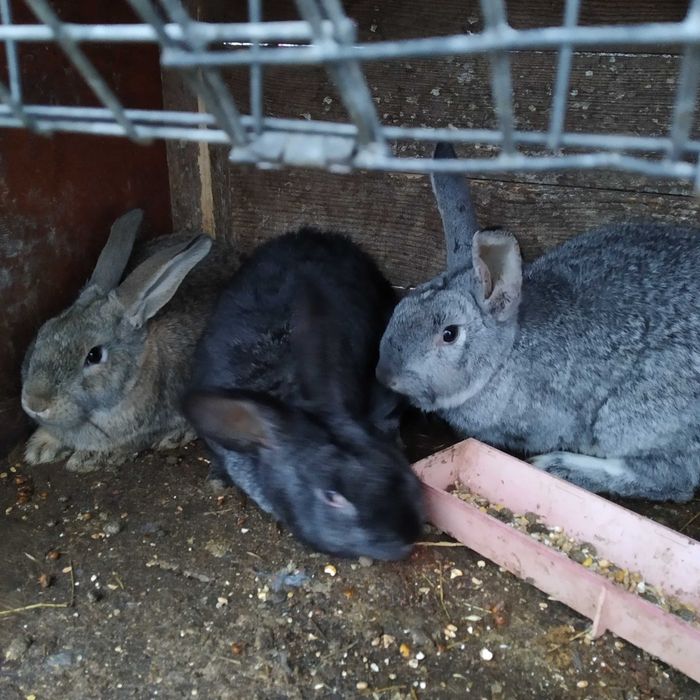 Продам кролів(молодняк)