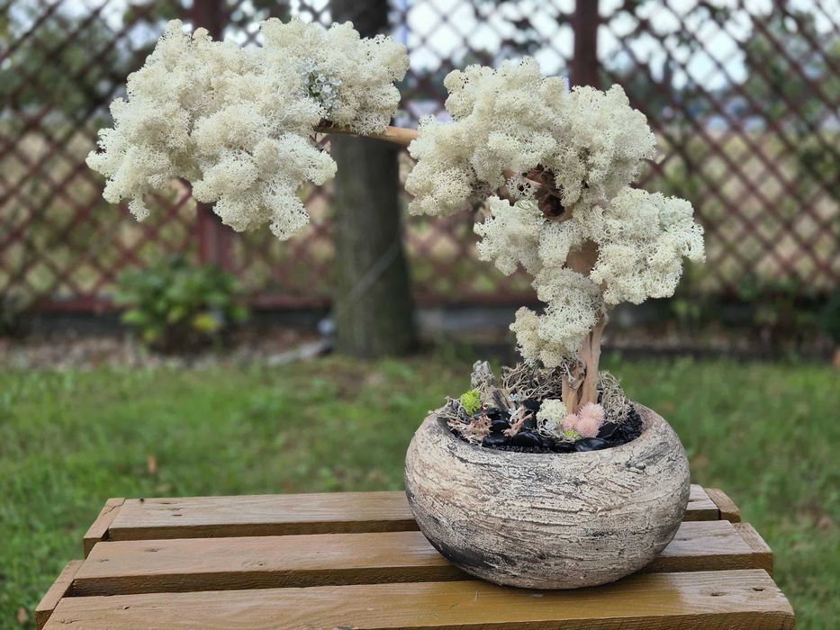 Drzewo XXL Bonsai Mech Chrobotek Dekoracja Długowieczne Dom Prezent