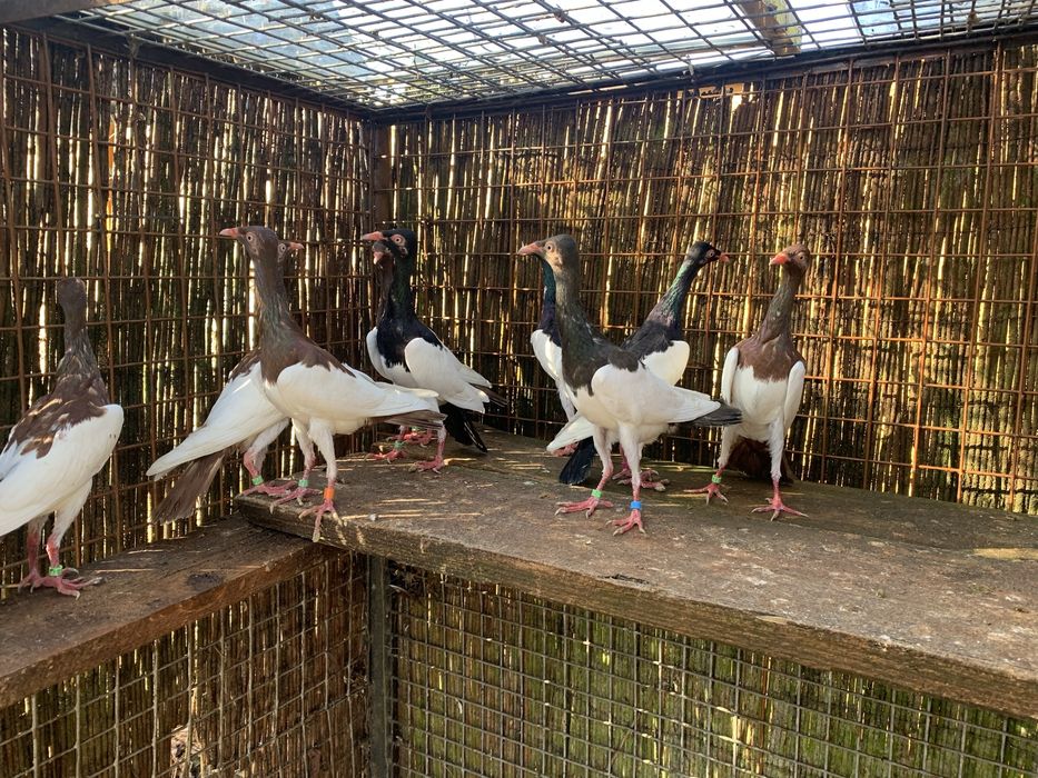 Sroka  Łowica , stoki.