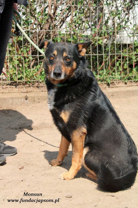 Monsun - przyjacielski psiak