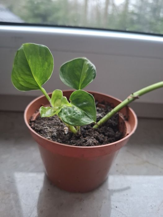 Scindapsus global green