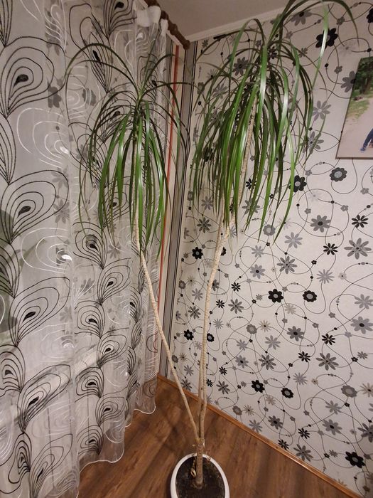 Драцена маргіната свіжозріз