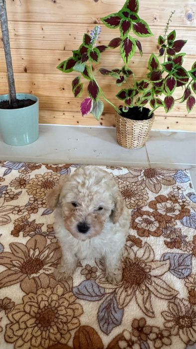 Menina Caniche Toy Apricot