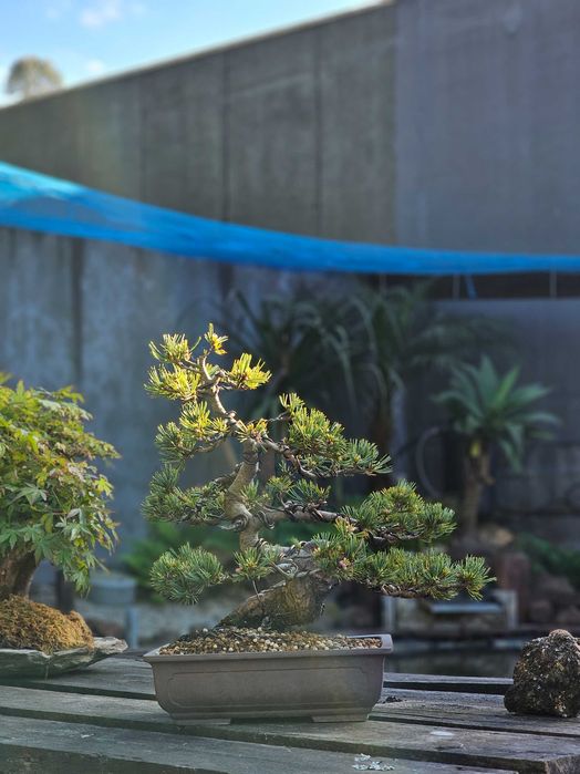 Bonsai pinus pentaphylla