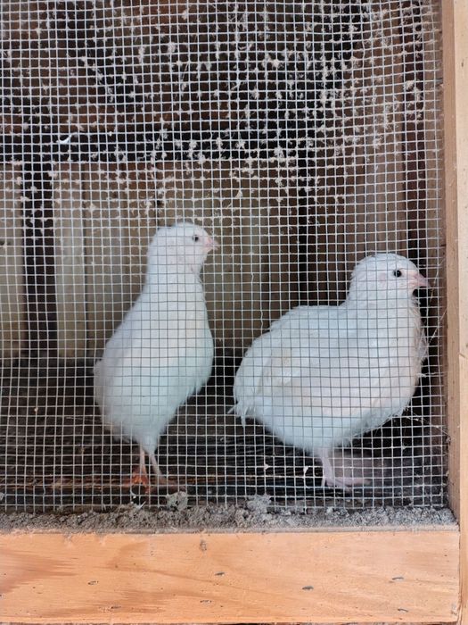 Przepiórki feniks fenix i texas
