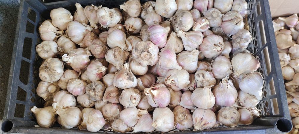 Продам Часник
