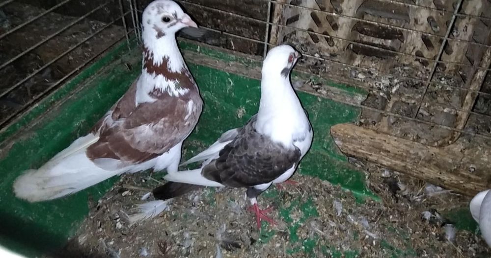 Likwidacja hodowli gołębi pocztowych