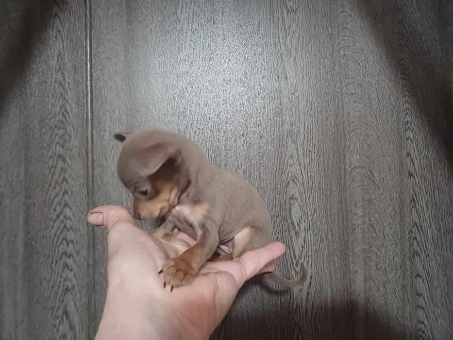 Крошка сладошку девочка