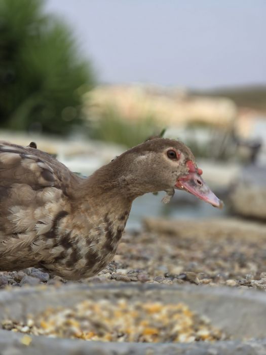 Patos mudos chocolate jovens