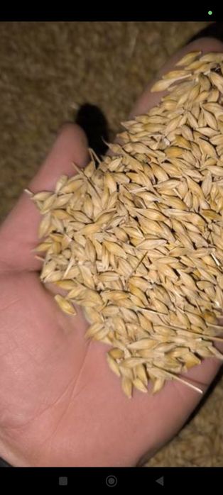 Sprzedam jęczmień