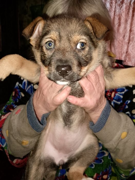 Отдамо в хороші руки маленьких цуциків.