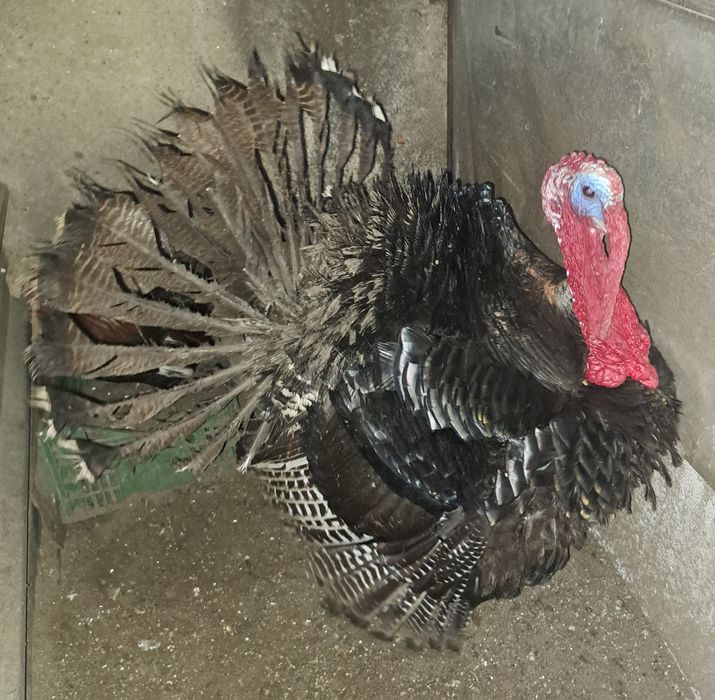 Tenho um peru adulto