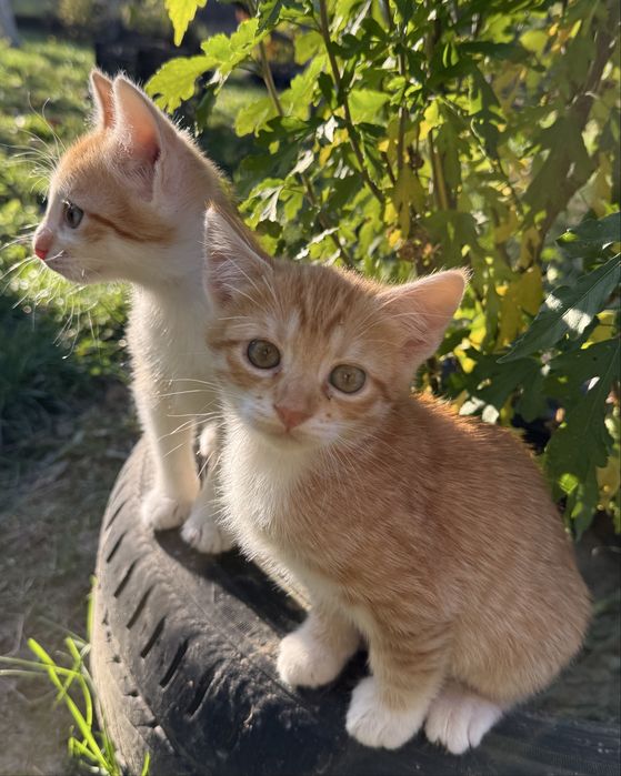 Котик - хлопчик  в добрі ручки