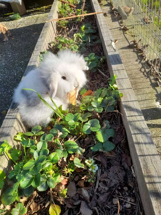 Coelhos anões Mini Lop