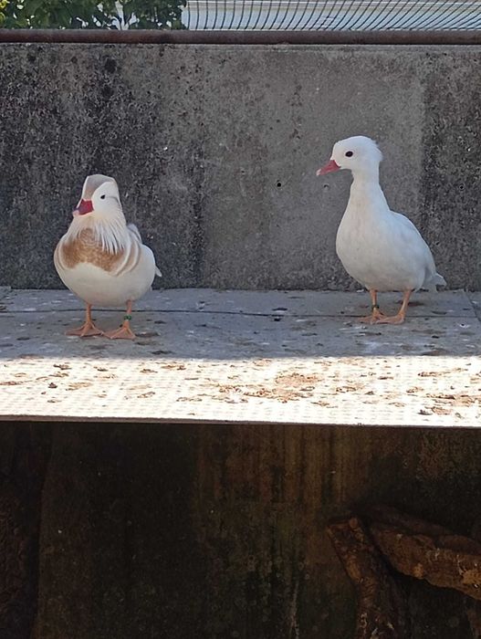 Aves ornamentais desde 25