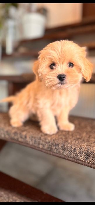 Mini Maltipoo po czerwonym tea cup .