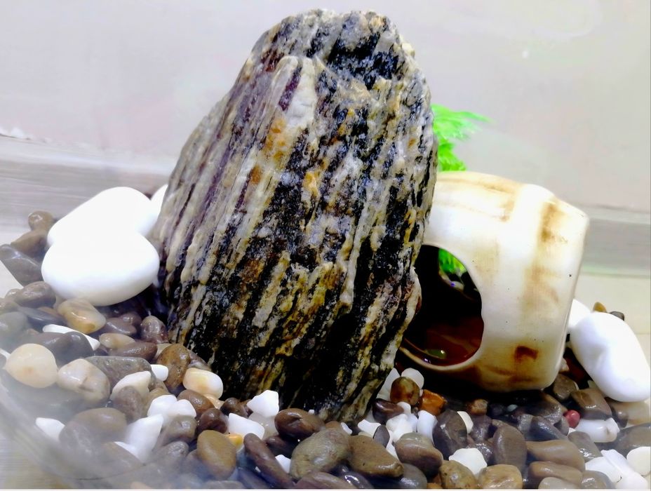 На подарунок Рибка Півник з акваріумом 7л | Повний комплект | Доставка