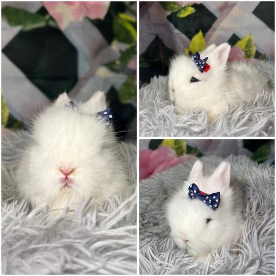 Karzełki Teddy Mini