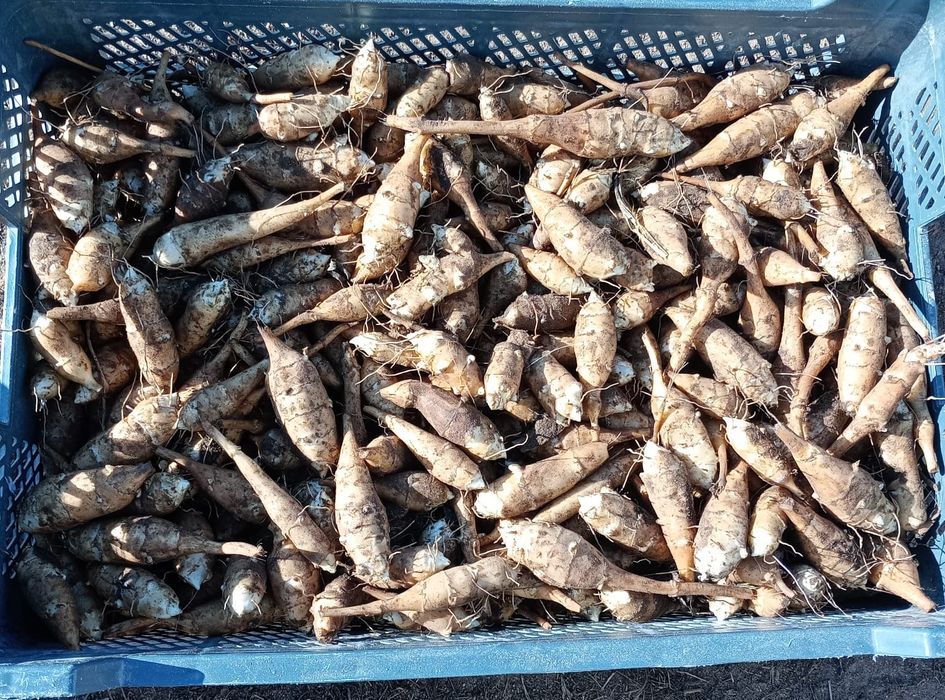 Topinambur Albik Sadzonki