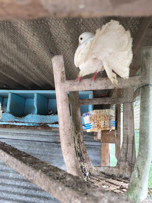Pombas de leque brancas para casamentos e outros fins..