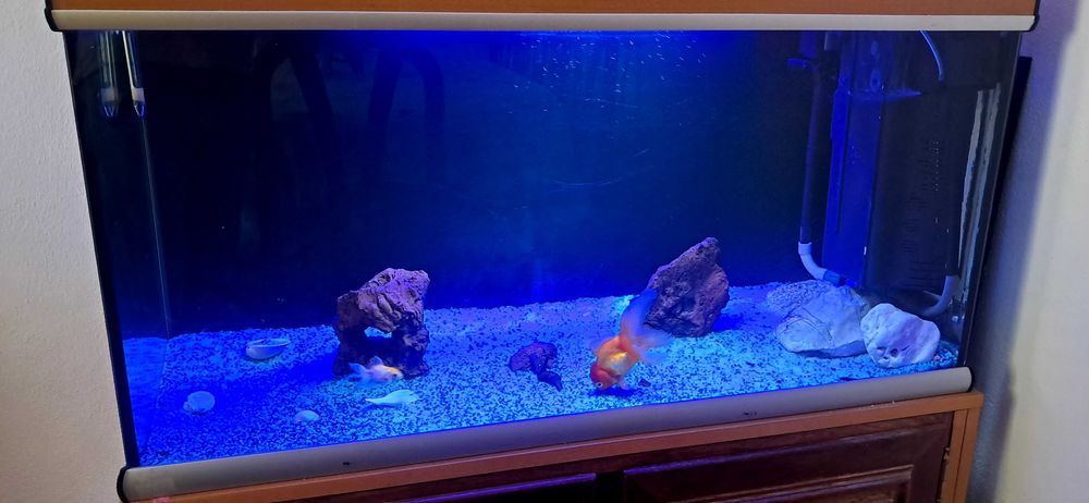 Aquario de peixes