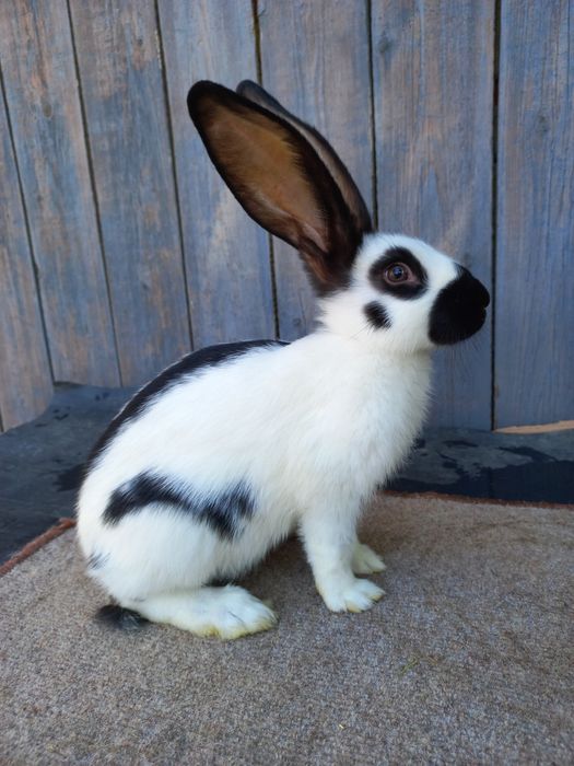 Німецький строкач