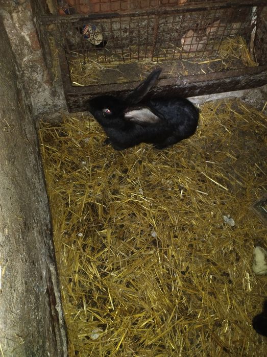 Króliki Belgijski Olbrzym