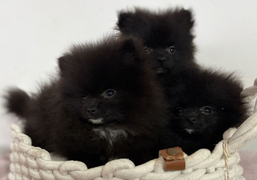 Pomeranian - szpic miniaturowy