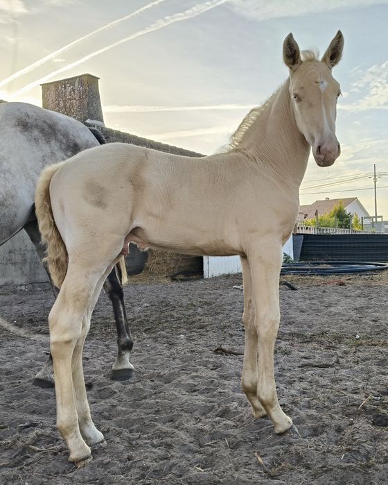 Poldros Isabel PSL Lusitano
