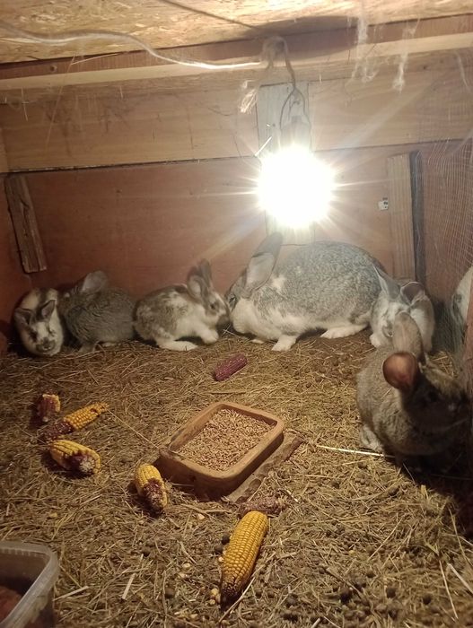 Króle króliki mieszańce