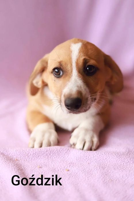 Pogodne, towarzyskie I nieduże szczeniaki polecają się do adopcji