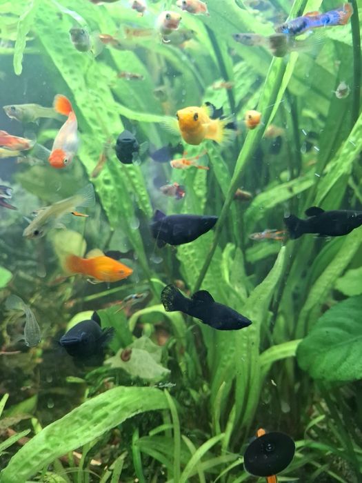 Molinezje  czarne i żółte10 szt