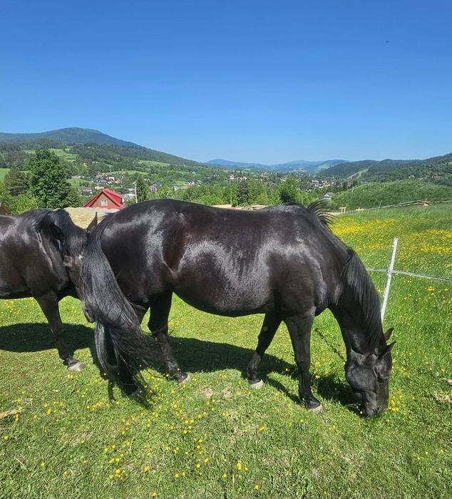 Klacz Kara 6 lat