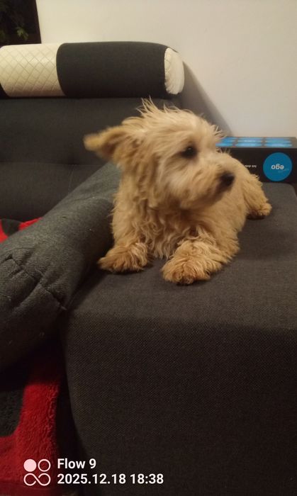 Szczeniaczek Westiepoo 2x zaszczepiony