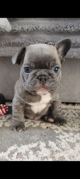 Французький бульдог