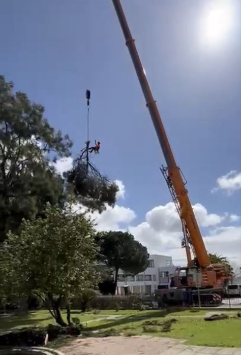 Poda e corte de arvores - TREE SERVICES