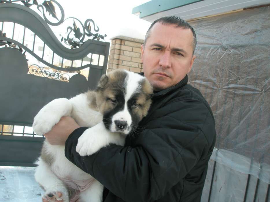 Туркменський Алабай